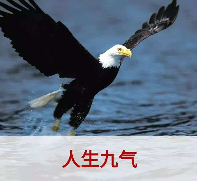 老鹰教育，老鹰教育孩子的故事