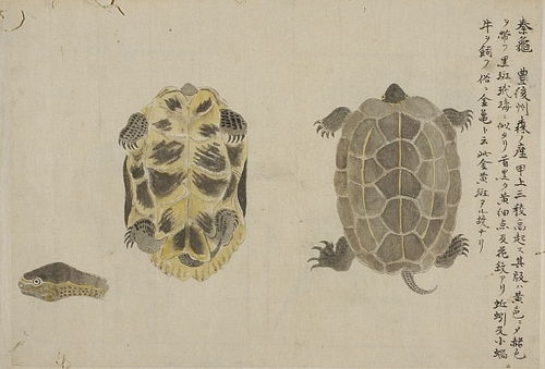 蓍龟是什么意思