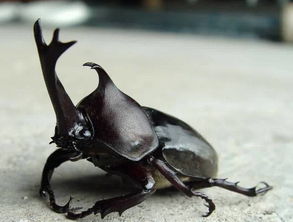 独角仙的外形是什么样子的?