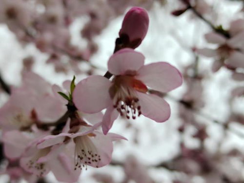 三月桃花雪，三月桃花雪是什么意思