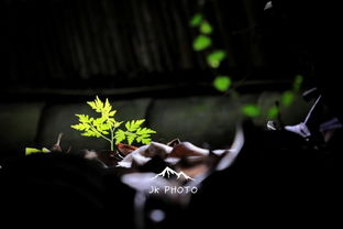 笑问客从何处来的全诗