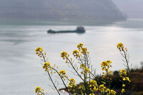 红墙别院春意浓什么意思