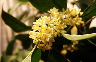 描写桂花的优美句子，描写桂花的优美句子段落