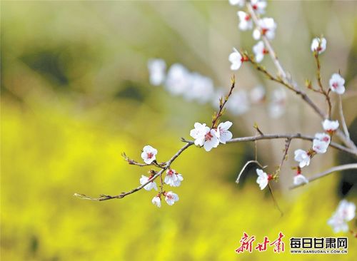 春意浓，春意浓的下一句是什么