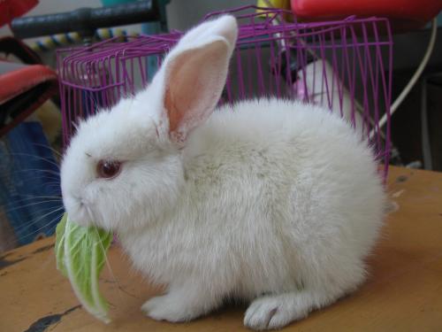 兔子的嘴巴怎么形容，描写兔子的嘴巴怎么形容