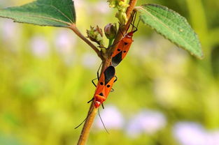 不可与夏虫语冰，不可与夏虫语冰是什么意思