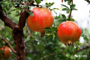 腌制石榴红方法