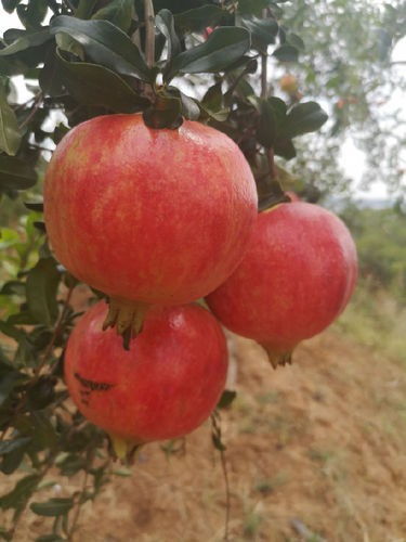 石榴红，石榴红菜