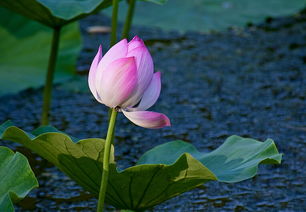 荷花什么时候开花