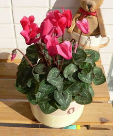 适合室内养的植物花卉，适合室内养的植物花卉寓意好的
