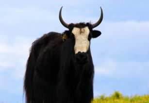 犄角是什么意思，头上有犄角是什么意思