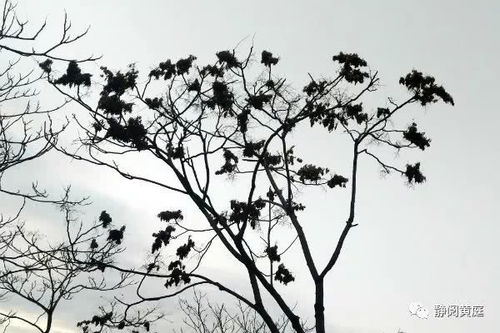 “狐裘不暖锦衾薄”中的“薄”字到底念báo 还是念 bó?