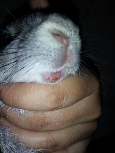 兔子的嘴巴怎么形容