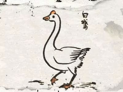 白鹅丰子恺，白鹅丰子恺课文