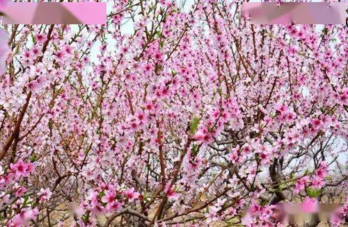 我眼中的春天写几句话，我眼中的春天写几句话三年级