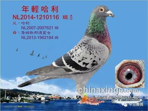 中国养鸽十大名人，中国养鸽十大名人丁志海