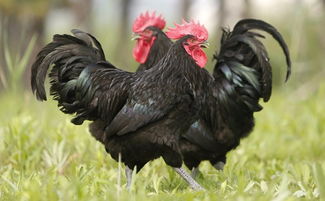 狼山鸡，狼山鸡简介