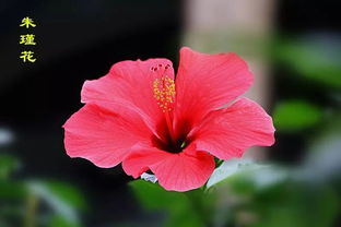 南宁市花，南宁市花朱槿花