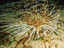 被管虫，被管虫图片