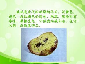 琥珀课文解析