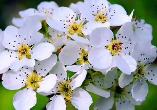 闻梨花发赠刘师命背景，闻梨花发赠刘师命君指什么