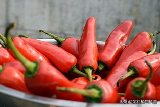 辣椒素的功效与作用，工业辣椒素的功效与作用