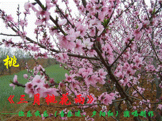 三月桃花雨，三月桃花雨歌曲原唱