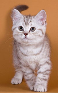 你见过长得最逗的猫是啥样子的?