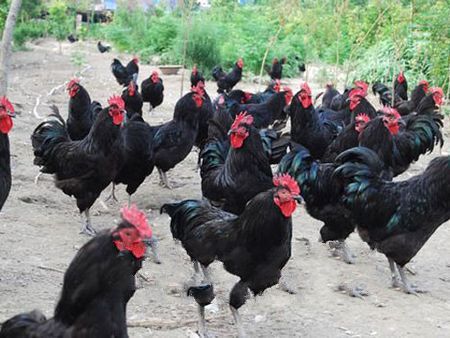 狼山鸡的原产地是哪里?