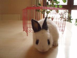 珍珠兔的养殖方法