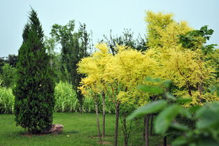 绿树成荫的意思