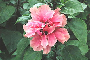 南宁的市花、市树是什么 ?