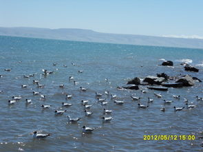 青海湖鸟岛门票多少