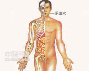 按摩承浆穴的作用与功效