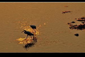 眷恋读音是什么