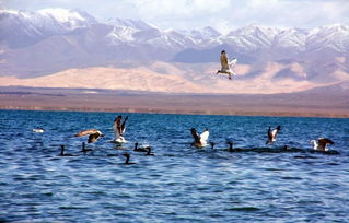 青海湖门票多少钱青海湖三日游攻略