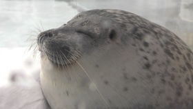 口袋妖怪漆黑的魅影海豹球值得练吗