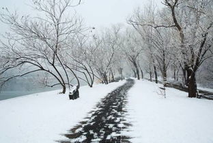 记第一场雪作文