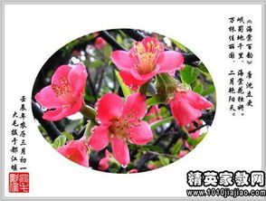 描写花的诗句有什么