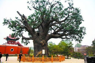 洪洞大槐树移民的历史背景