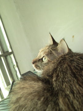 我们家的猫闹猫闹了一个月怎么回事?是母猫
