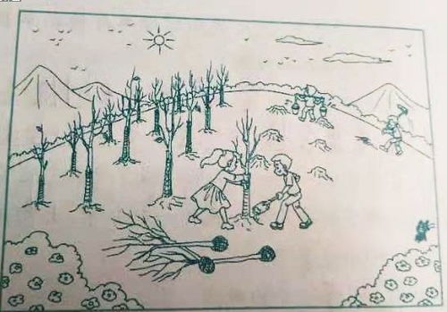 植树看图写话