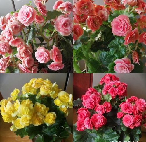 关于鲜花的成语100句