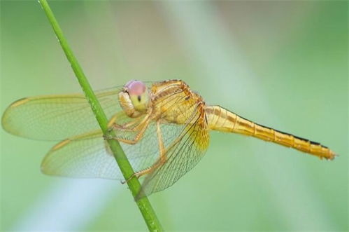 十大益虫，十大害虫