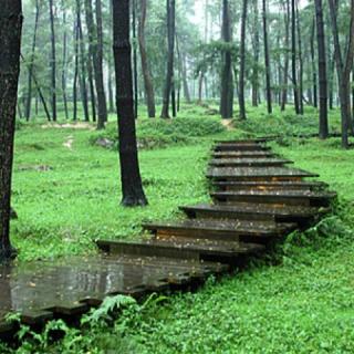仿写雨中的树林