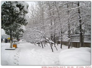 南方暴雪，南方暴雪公司