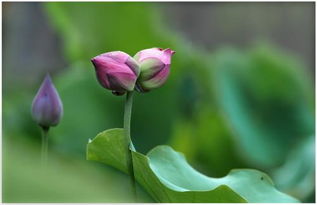 花开并蒂是什么意思?