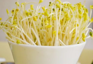 生豆芽能吃吗