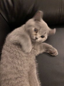 新手养猫怎么养