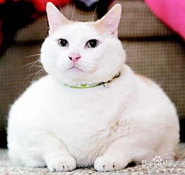 怎么养猫，怎么养猫需要注意什么